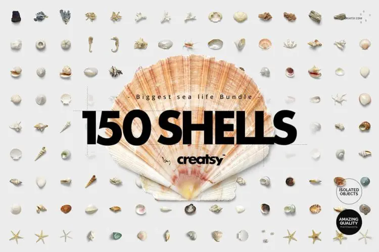 150 Shells Bundle 150款高清海底世界贝壳海螺海星珊瑚海洋生物ps设计素材源文件