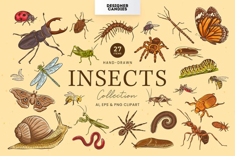 Insects Illustrations 27款自然界手绘昆虫矢量插图插画设计素材