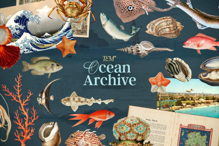 海洋珊瑚贝壳海螺边框图案插图插画png免抠图片平面设计素材 Oceanic Archive — Sea Elements Bundle