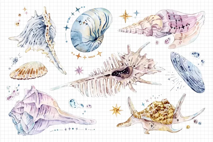 贝壳类海洋生物水彩插画集 Sparkling Watercolor Shell Illustration Collection